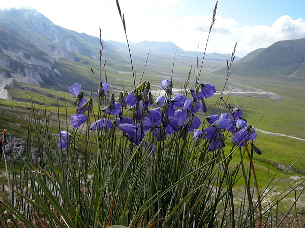 Campanula sheuchzeri